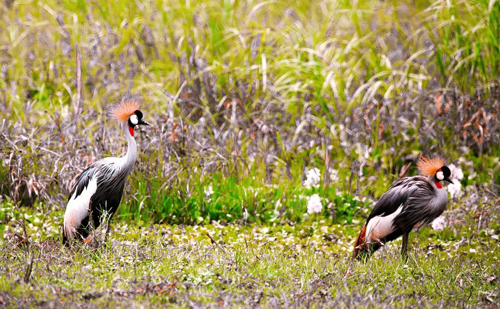 The Nyandungu Urban Wetland Eco-Tourism Park in Kigali, Rwanda. Photo : Ange de la Victoire Dusabemungu