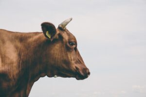 Cow close up