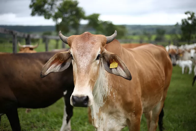 Cattle farmers are hardest hit by the January Disease in Zimbabwe. Photo Cred: Gabriela Cheloni.