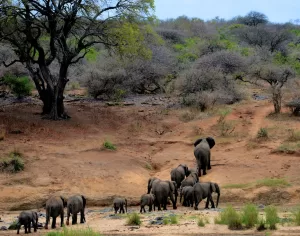 Herd of Elephants Migrating