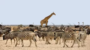 Herds of buffaloes, wildebeest, giraffes and ostriches, Africa