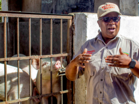 Letwinna Nyagano, the Piggery Queen, showing the pigs in her farm in Norton Ward 15 in the Mashonaland West Province of Zimbabwe. Photo: Kudakwashe Emma Zihonye, bird story agency