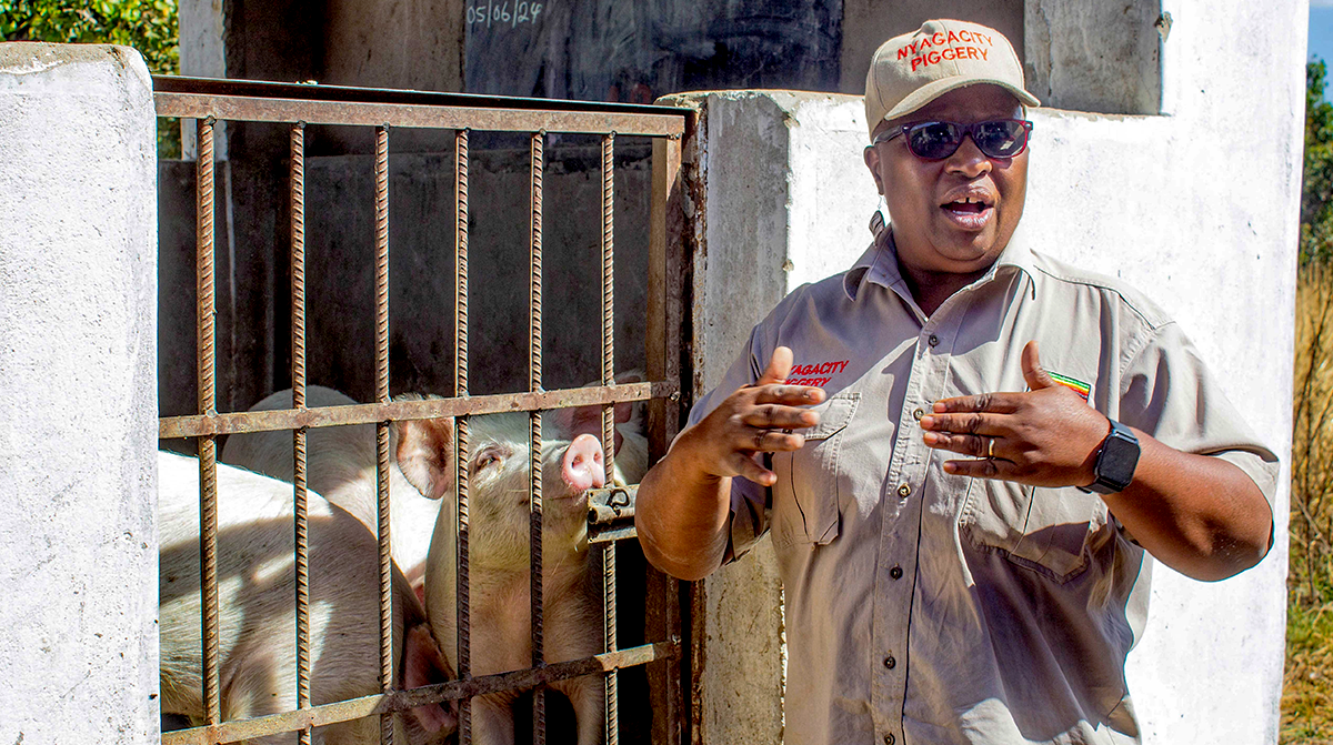 Letwinna Nyagano, the Piggery Queen, showing the pigs in her farm in Norton Ward 15 in the Mashonaland West Province of Zimbabwe. Photo: Kudakwashe Emma Zihonye, bird story agency